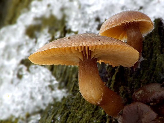 smeťovka zimná Tubaria furfuracea (Pers.) Gillet