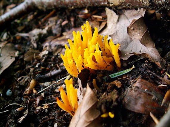 parôžkovec lepkavý Calocera viscosa (Pers.) Fr.