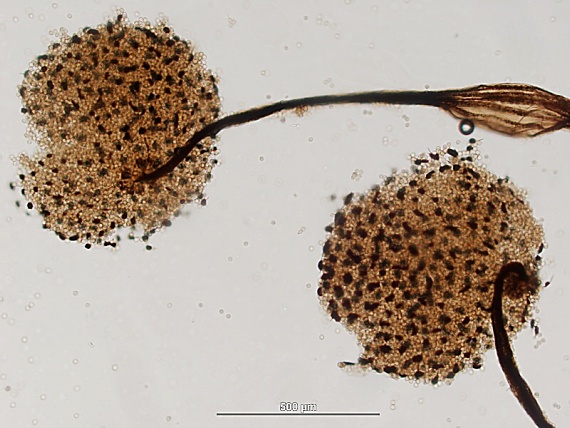 slizovka - řešetovka maloplodá Cribraria microcarpa (Schrad.) Pers.