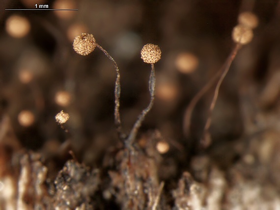 slizovka - řešetovka maloplodá Cribraria microcarpa (Schrad.) Pers.