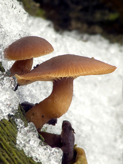 smeťovka zimná Tubaria furfuracea (Pers.) Gillet