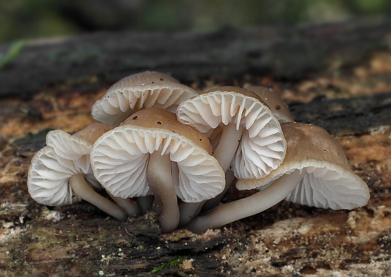 prilbička hnedosivá Mycena tintinnabulum (Paulet) Quél.