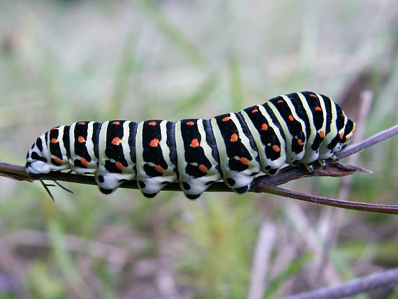 vidlochvost feniklový Papilio machaon