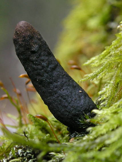 drevnatec kyjakovitý Xylaria polymorpha (Pers.) Grev.