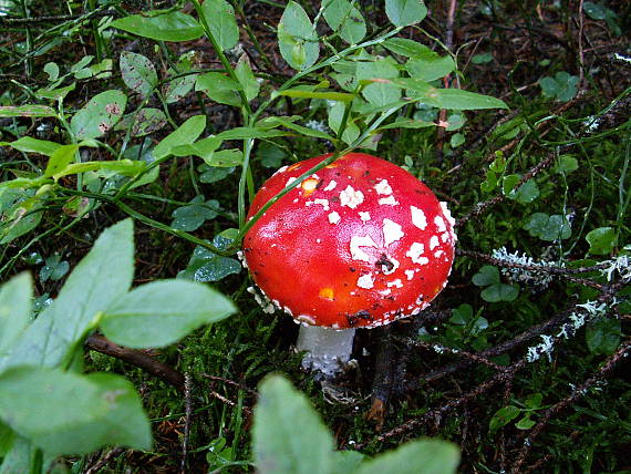 muchotrávka červená Amanita muscaria (L.) Lam.