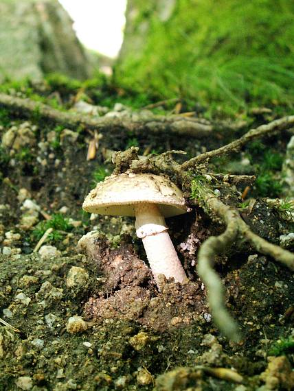 muchotrávka červenkastá Amanita rubescens Pers.