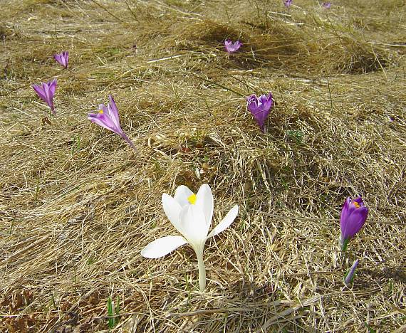 šafran spišský-albín Crocus discolor G. Reuss