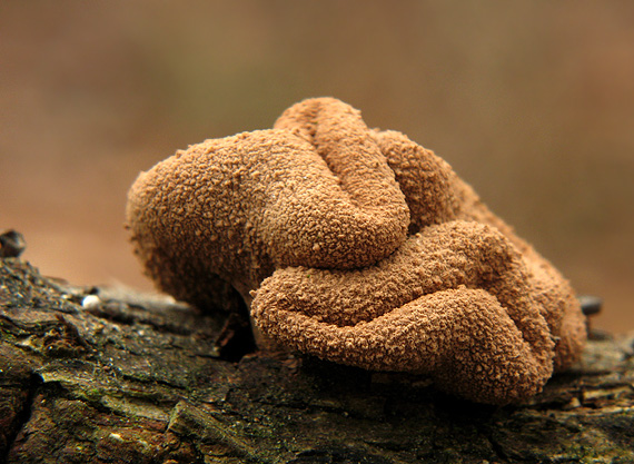 dutinovka otrubnatá Encoelia furfuracea (Roth) P. Karst.