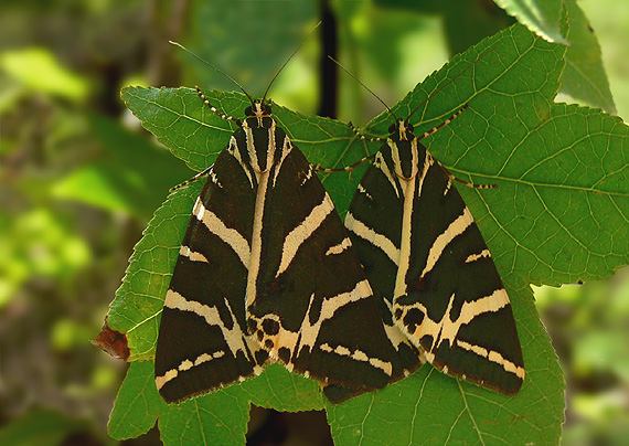 spriadač kostihojový Euplagia quadripunctaria