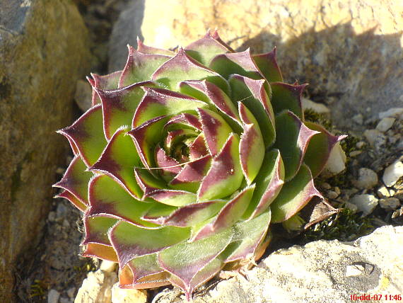 skalnica strechová Sempervivum tectorum L.