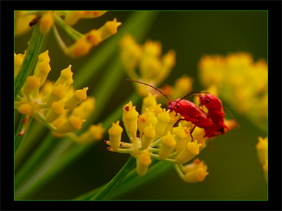 rhagonycha fulva ÄeÄ¾aÄ Cantharidae