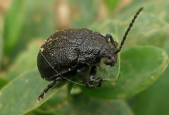 liskavka Galeruca tanaceti (Chrysomelidae)