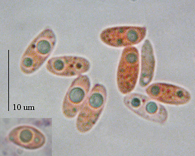 plamienka sp. Flammulina elastica ?