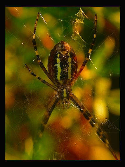 križiak pásavý Argiope bruennichi