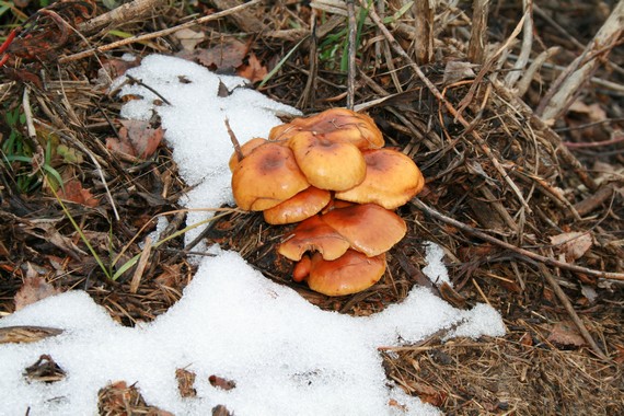 plamienka zimná Flammulina velutipes (Curtis) Singer