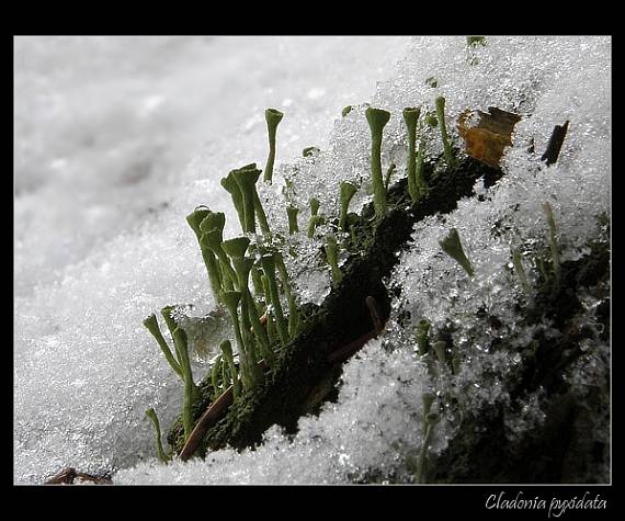 dutohlávka Cladonia fimbriata