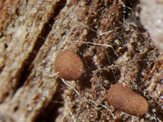 slizovka - Rozvorka žlutovýtrusá Perichaena chrysosperma (Curr.) Lister