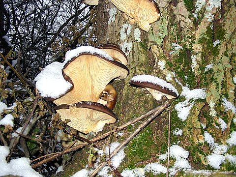 hliva ustricovitá Pleurotus ostreatus (Jacq.) P. Kumm.