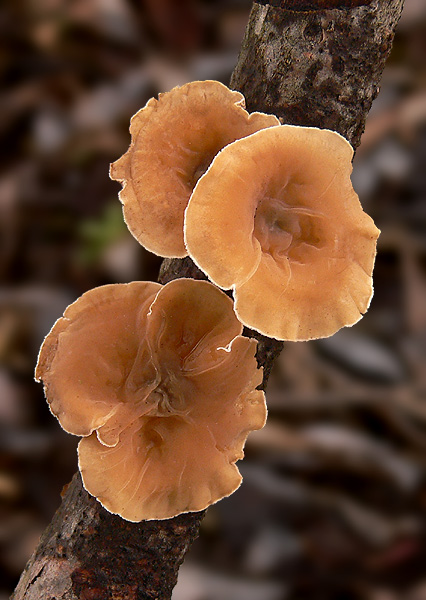 škľabka plstnatá Schizophyllum amplum (Lév.) Nakasone