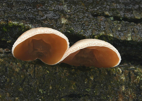 škľabka plstnatá Schizophyllum amplum (Lév.) Nakasone