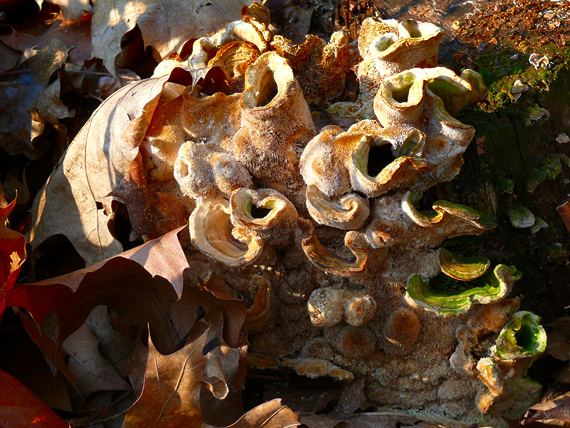 trúdnikovec pestrý? Trametes versicolor?