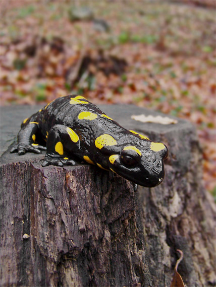 salamandra škvrnitá Salamandra salamandra