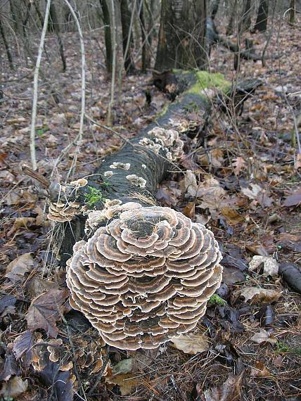 trúdnikovec pestrý (Trametes versicolor (L.) Lloyd)