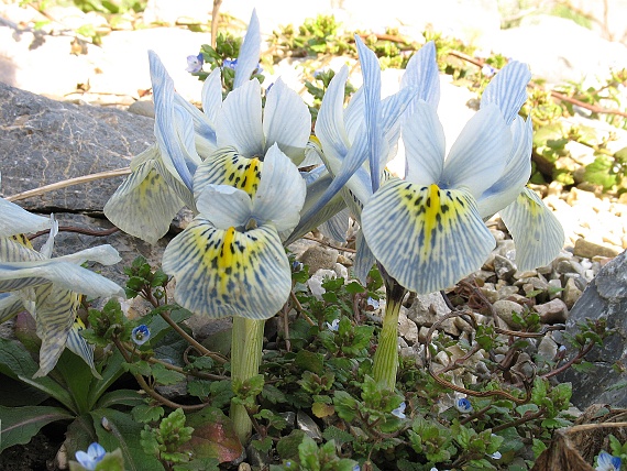 kosatec sieťkovaný Iris histrioides ´Katherine Hodgkin´