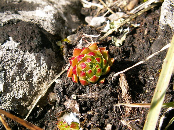 skalná ruža Jovibarba globifera subsp. hirta (L.) J. Parn.