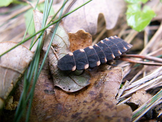 larva svätojánskej mušky(svetlušky) Lampyris noctiluca