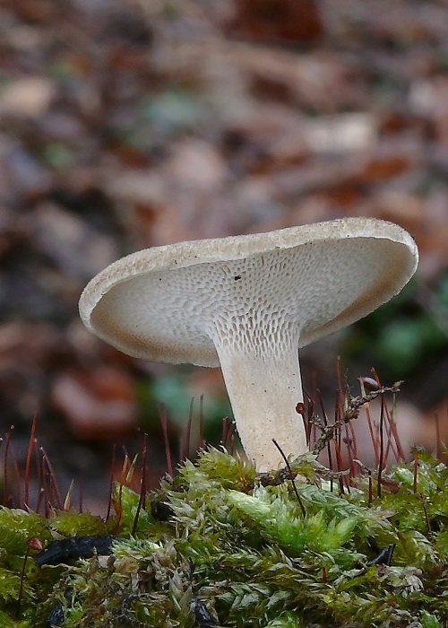 trúdnik zimný Lentinus brumalis (Pers.) Zmitr.