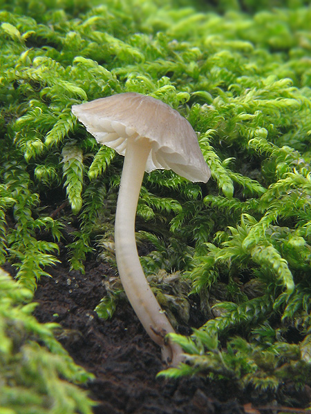 prilbička   Mycena sp.