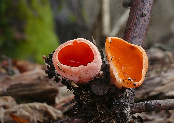 ohnivec šarlátový Sarcoscypha coccinea (Gray) Boud.