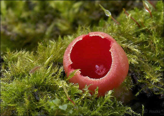 ohnivec šarlátový Sarcoscypha coccinea (Gray) Boud.