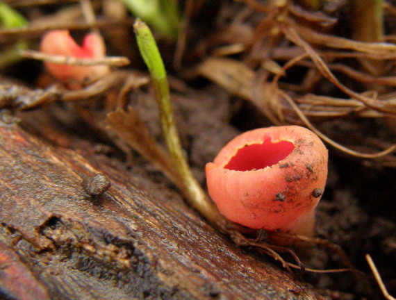 ohnivec Sarcoscypha sp.