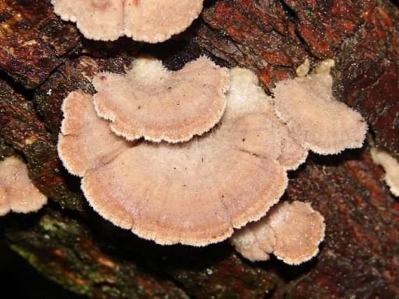 klanolupeňovka obyčajná Schizophyllum commune Fr.