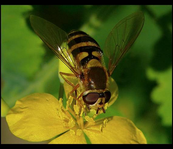 pestrica ríbezľová Syrphus ribesii.