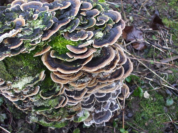 trúdnikovec pestrý Trametes versicolor (L.) Lloyd