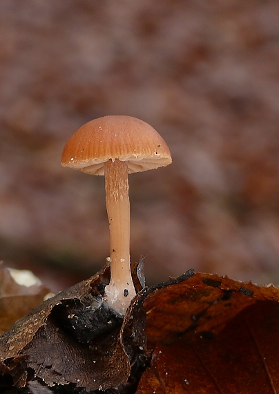 smeťovka zimná Tubaria furfuracea (Pers.) Gillet