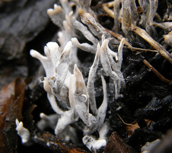 drevnatec Xylaria sp.