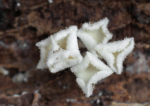 lachnetka Lachnum sp.