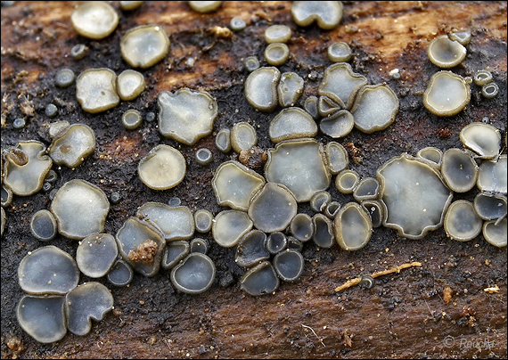 molízia obyčajná Mollisia cinerea (Batsch) P. Karst.