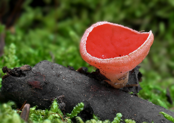 ohnivec šarlátový Sarcoscypha coccinea (Gray) Boud.