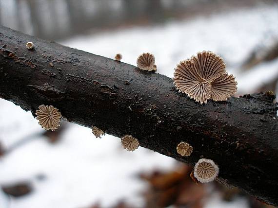 klanolupeňovka obyčajná Schizophyllum commune Fr.