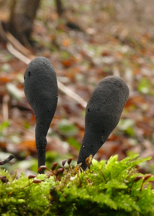 drevnatec kyjakovitý Xylaria polymorpha (Pers.) Grev.