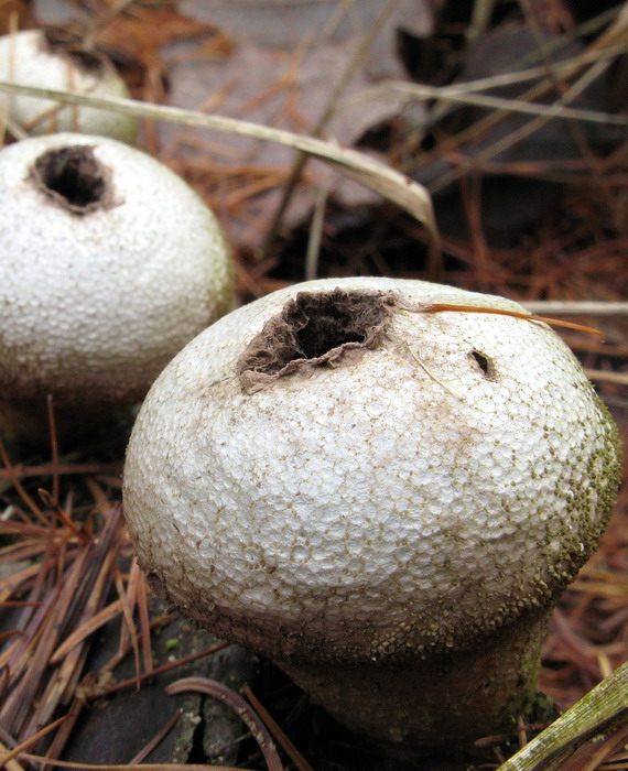 prášnica bradavičnatá Lycoperdon perlatum Pers.