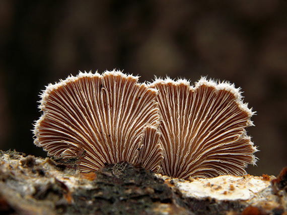 klanolupeňovka obyčajná Schizophyllum commune Fr.