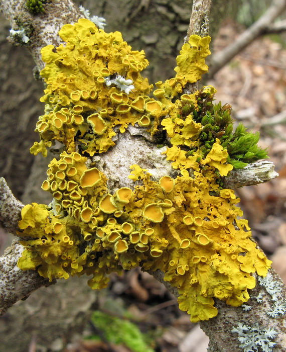 diskovník múrový Xanthoria parietina var. parietina