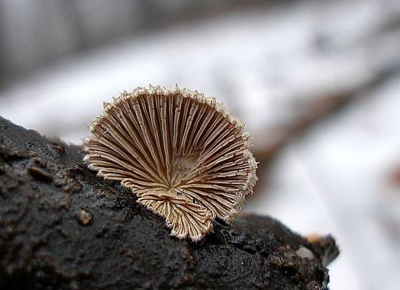 klanolupeňovka obyčajná Schizophyllum commune Fr.