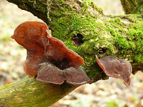 uchovec bazový Auricularia auricula-judae (Bull.) Quél.